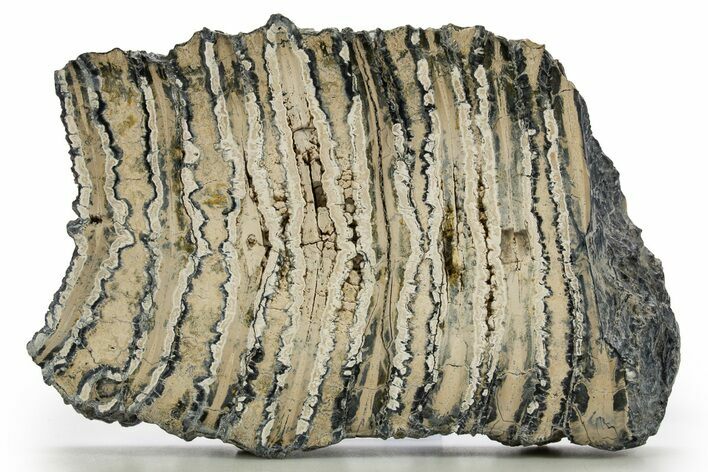 Polished Mammoth Molar Slice - South Carolina #316541
